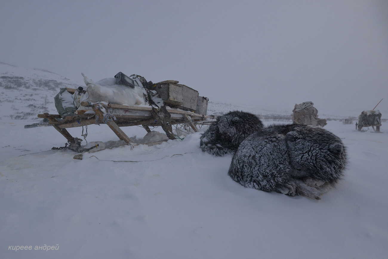 Yamal (Ямал)